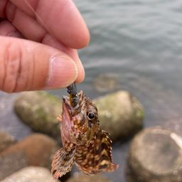 カサゴ