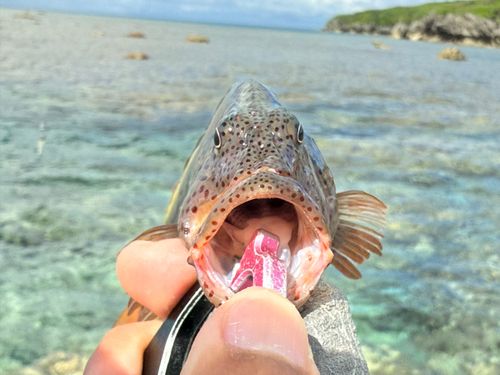 ホシゴンベの釣果
