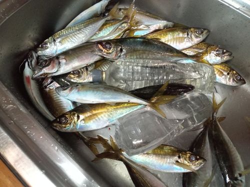 マアジの釣果