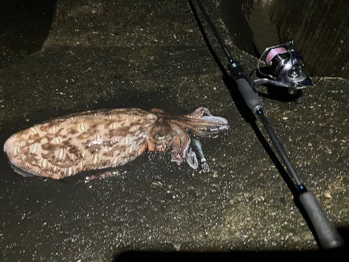 モンゴウイカの釣果