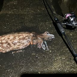 モンゴウイカ