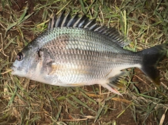 キビレの釣果