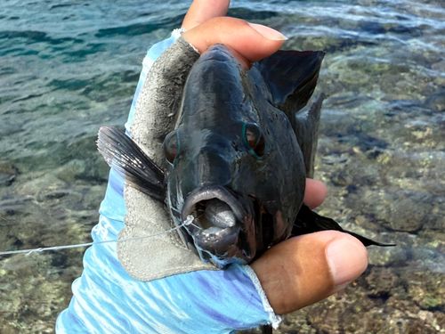 ギチベラの釣果