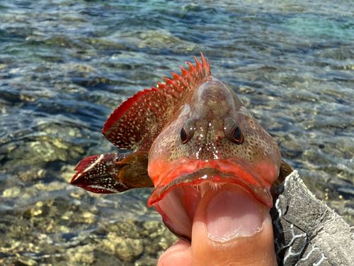 ニジハタの釣果