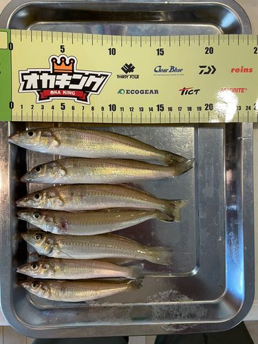 キスの釣果