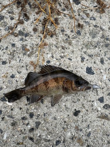 メバルの釣果