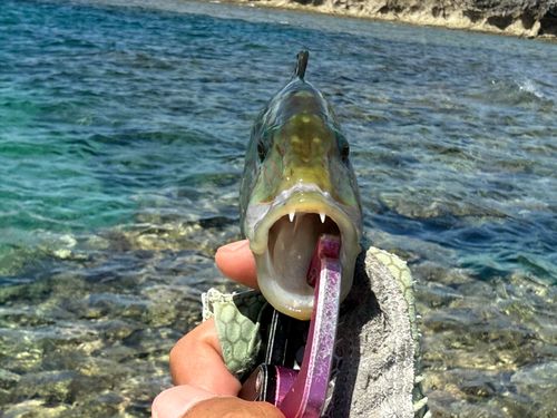 ヒトスジモチノウオの釣果