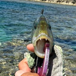 ヒトスジモチノウオ