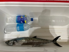 サゴシの釣果