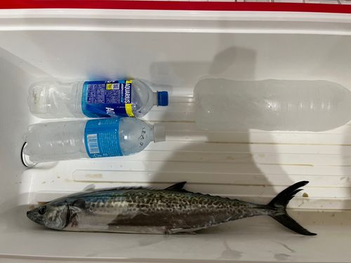 サゴシの釣果