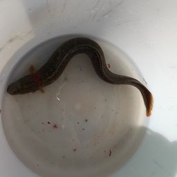 ダイナンギンポ