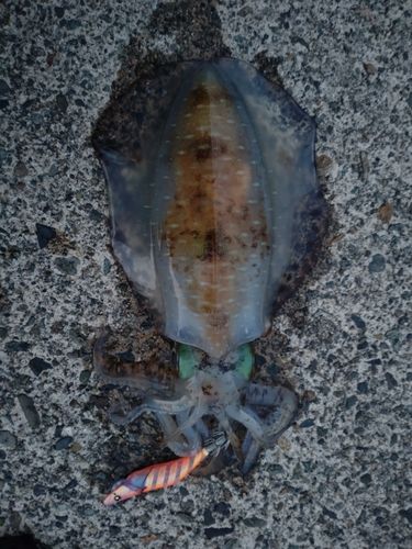 アオリイカの釣果