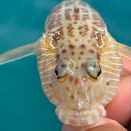 オジロトラギス