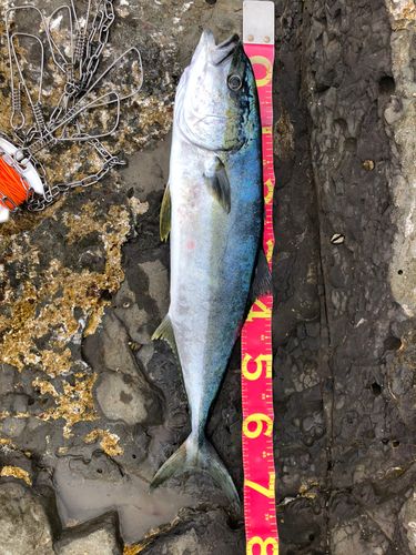 ヒラマサの釣果