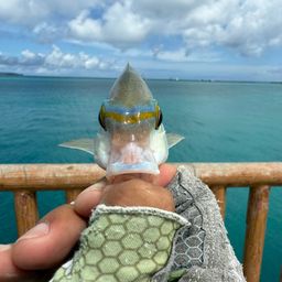 ヒトスジタマガシラ