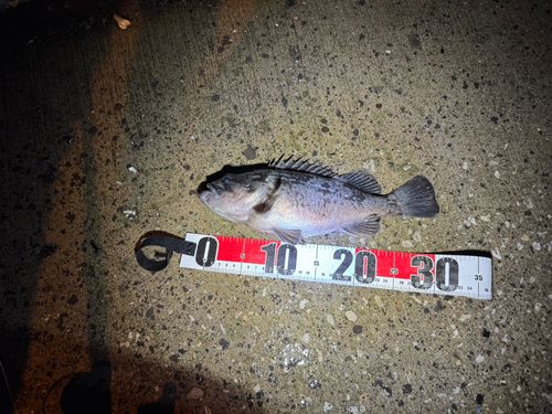 クロソイの釣果