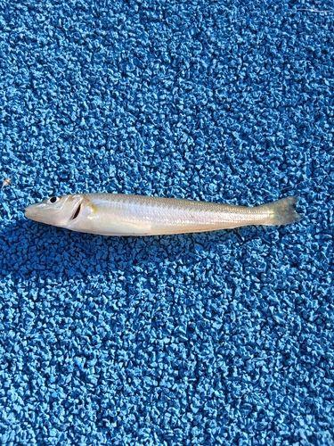 シロギスの釣果