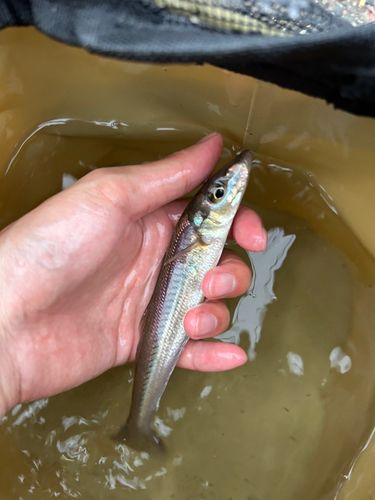 キスの釣果