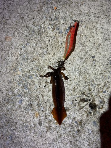 ケンサキイカの釣果