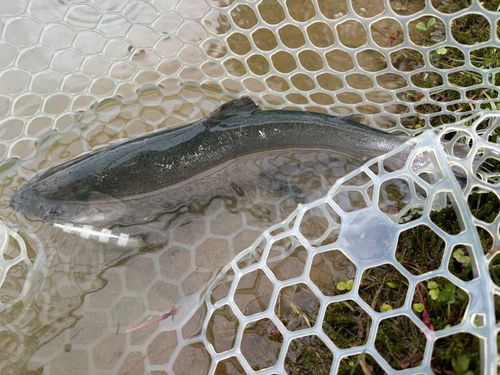 サクラマスの釣果