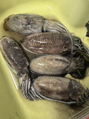 コウイカの釣果