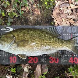 スモールマウスバス