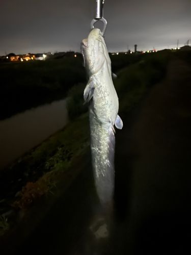 ナマズの釣果
