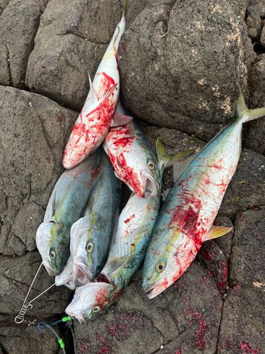 ワラサの釣果