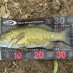 スモールマウスバス