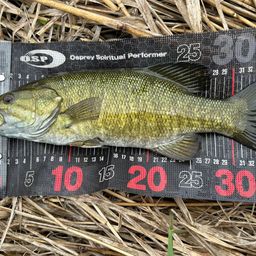 スモールマウスバス