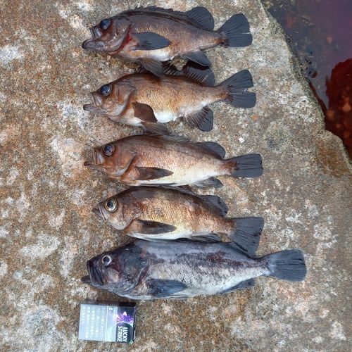 メバルの釣果