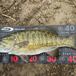 スモールマウスバス