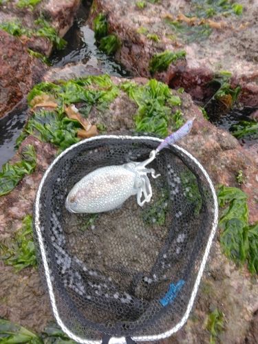 シリヤケイカの釣果