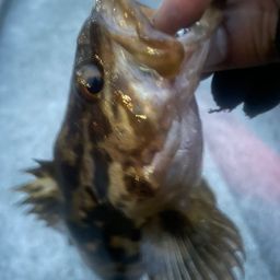 タケノコメバル