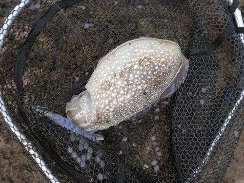 シリヤケイカの釣果