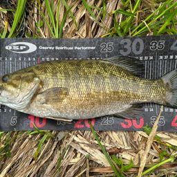 スモールマウスバス