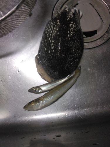 シロギスの釣果