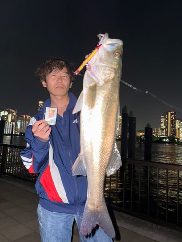 シーバスの釣果