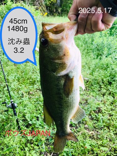 ブラックバスの釣果