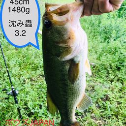 ブラックバス