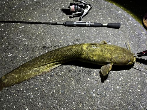 ナマズの釣果
