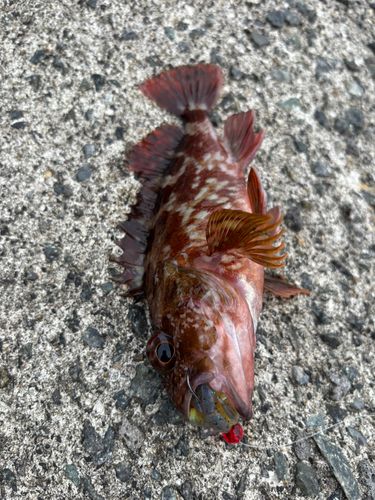 ガシラの釣果