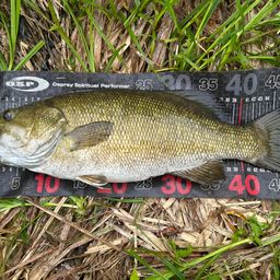 スモールマウスバス