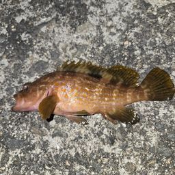 アコウ