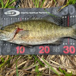 スモールマウスバス