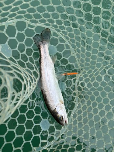 ニジマスの釣果