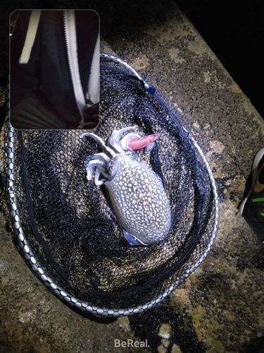 シリヤケイカの釣果