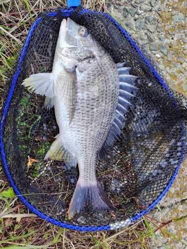 キビレの釣果