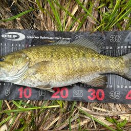 スモールマウスバス