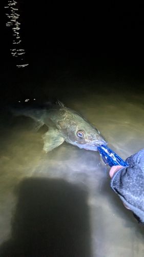 マルスズキの釣果